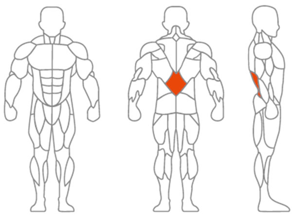 Main Muscle Worked: Lower Back
